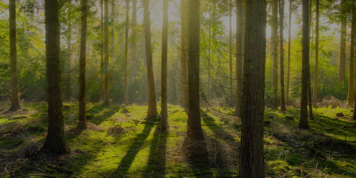 Forêt verdoyante durable et responsable en soleil couchant